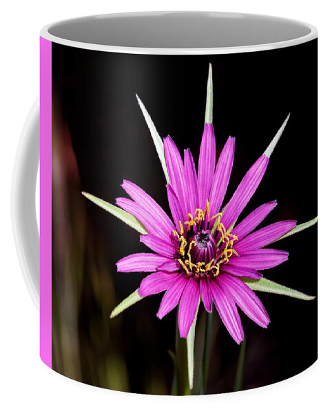 Kj Swan Flowers And Plants Coffee Mug featuring the photograph Wild Quinine - Salsify by KJ Swan