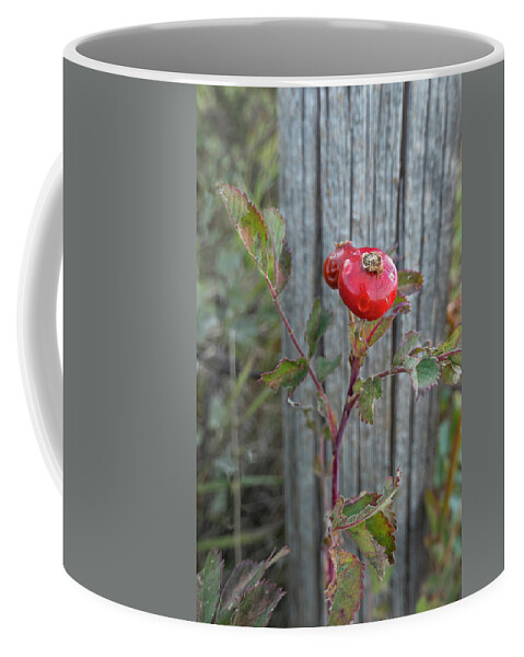 Rose Coffee Mug featuring the photograph Wild Rose Hips And Fence Post by Karen Rispin