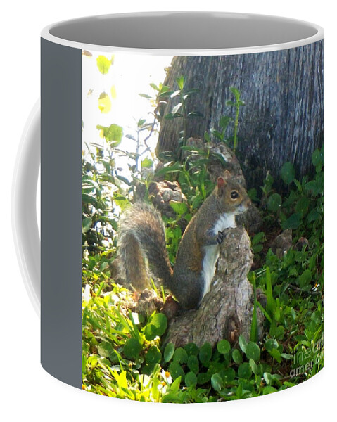 Photography Coffee Mug featuring the photograph Wild Squirrel Hunting by Philip And Robbie Bracco