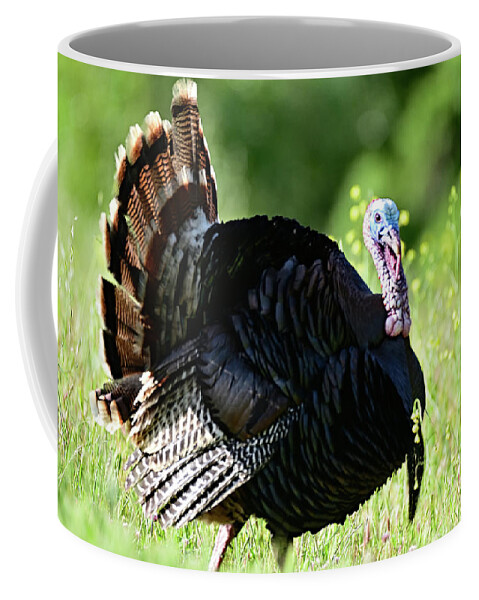 Wild Turkey Coffee Mug featuring the photograph Wild Turkey - San Antonio Park, Cupertino by Amazing Action Photo Video