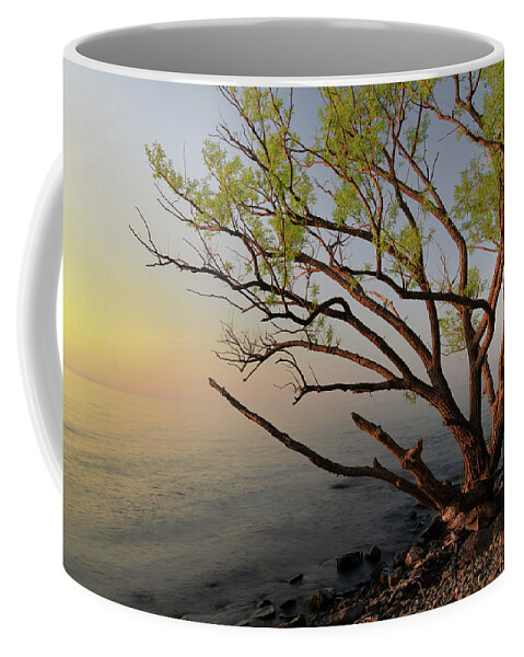 Lake Ontario Sunset Coffee Mug featuring the photograph Willow by Rod Best