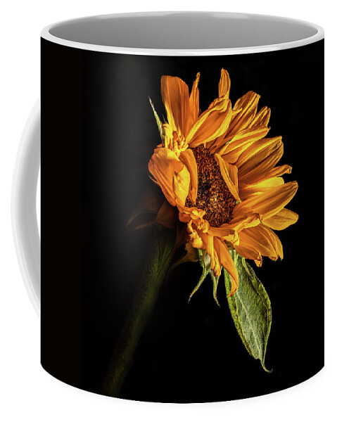 Black Background Coffee Mug featuring the photograph Wilting Sunflower #1 by Kevin Suttlehan