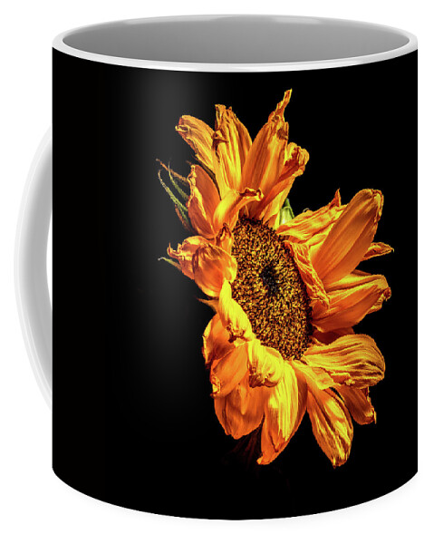 Black Background Coffee Mug featuring the photograph Wilting Sunflower #2 by Kevin Suttlehan