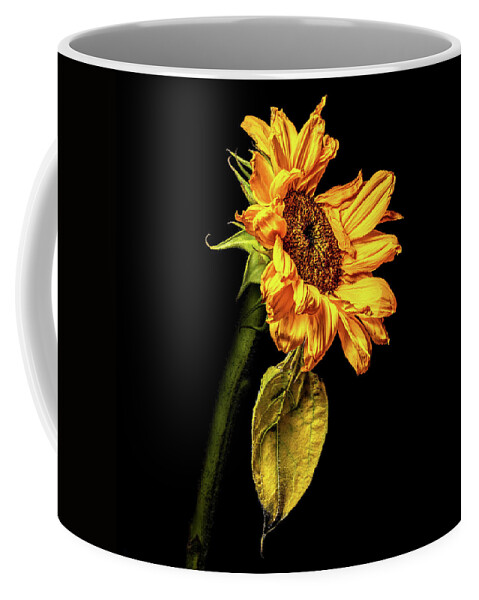 Black Background Coffee Mug featuring the photograph Wilting Sunflower #3 by Kevin Suttlehan