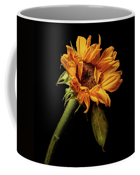 Black Background Coffee Mug featuring the photograph Wilting Sunflower #4 by Kevin Suttlehan