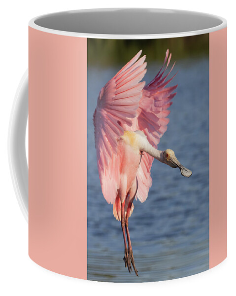 Roseate Spoonbill Coffee Mug featuring the photograph Wings up, neck out by RD Allen