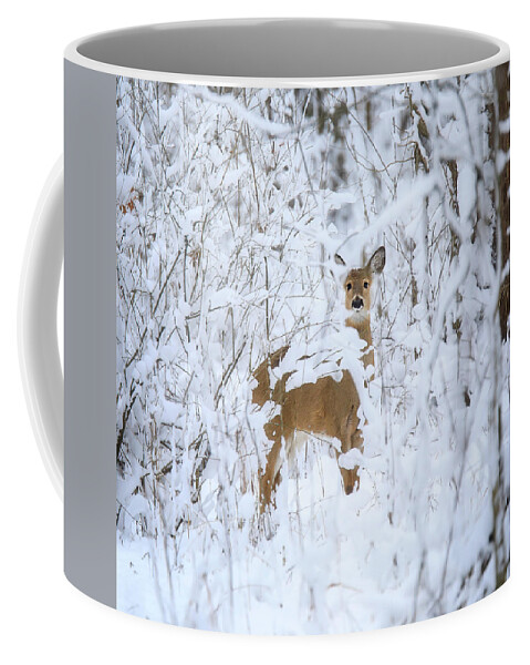 Winter Deer Coffee Mug featuring the photograph Winter Deer by Dan Sproul
