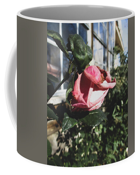 Rose Coffee Mug featuring the photograph Winter Rose by W Craig Photography