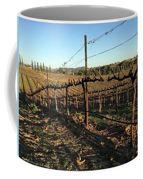 Winter Coffee Mug featuring the photograph Winter Vines Hart Winery Temecula by Roxy Rich