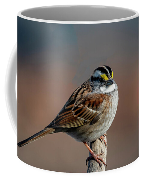 Migration Coffee Mug featuring the photograph Winter White Throat Sparrow by Cathy Kovarik