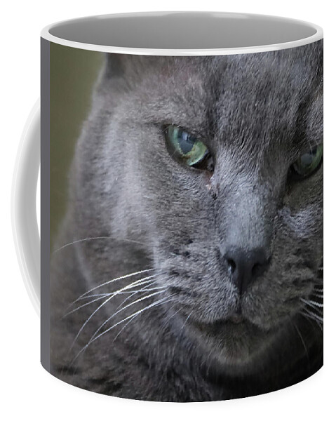 Cat Coffee Mug featuring the photograph Wise Old Cat by M Kathleen Warren