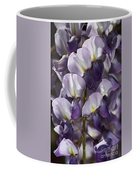 Acanthaceae Coffee Mug featuring the photograph Wisteria In Spring by Joy Watson
