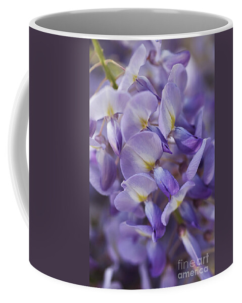 Acanthaceae Coffee Mug featuring the photograph Wisteria Romance by Joy Watson