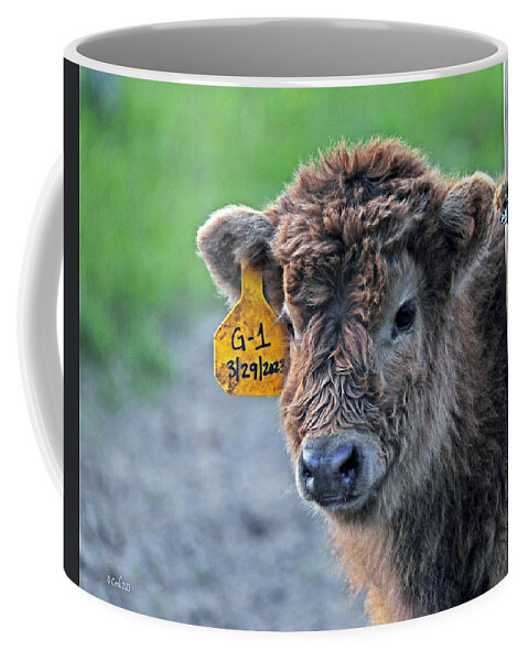 Scottish Coffee Mug featuring the photograph Wixom Farm Highland Cattle - 2 Weeks Old by Terry Cork