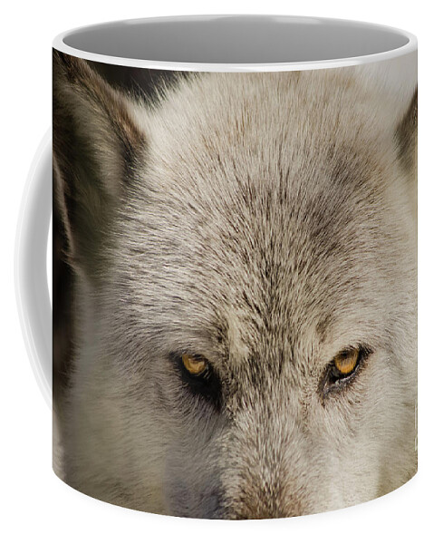 Portrait Coffee Mug featuring the photograph Wolf Eyes Animal / Wildlife Photograph by PIPA Fine Art - Simply Solid