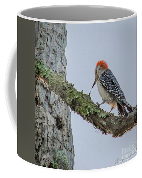 Nature Coffee Mug featuring the photograph Woodpecker feeding by Barry Bohn
