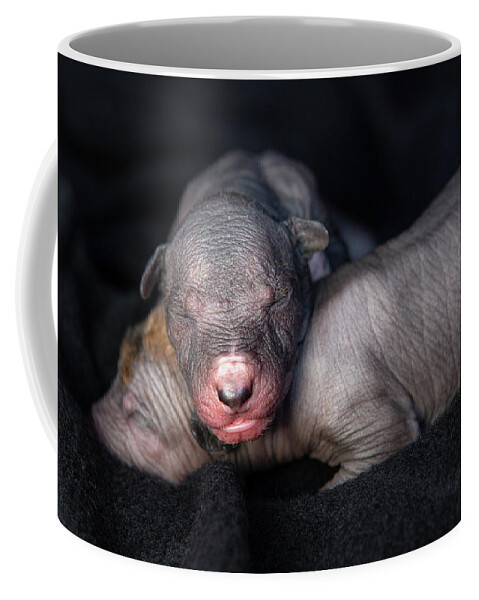 Xoloitzcuintli Coffee Mug featuring the photograph Xoloitzcuintle Puppies by Diana Andersen