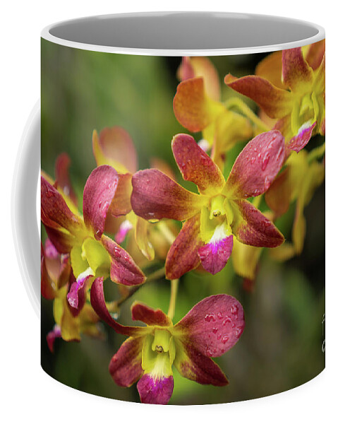 Hawaii Coffee Mug featuring the photograph Yellow and Magenta Orchid in Kauai Garden by Nancy Gleason