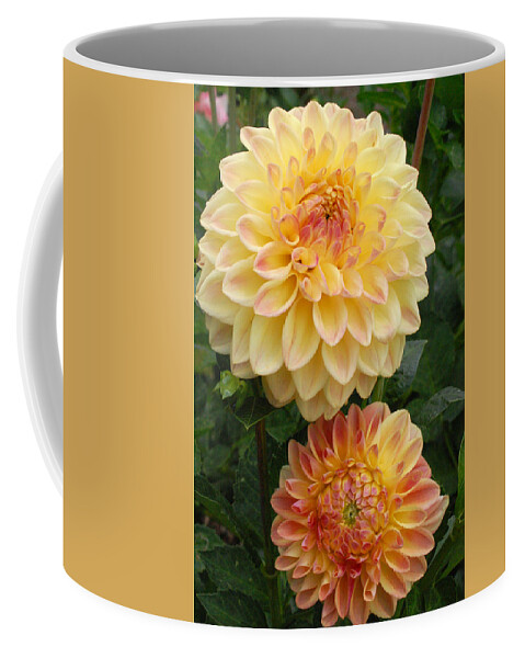 Dahlia Coffee Mug featuring the photograph Yellow and Orange Dahlias 2 by Amy Fose