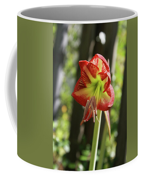  Coffee Mug featuring the photograph Yellow and Red Amaryllis by Heather E Harman