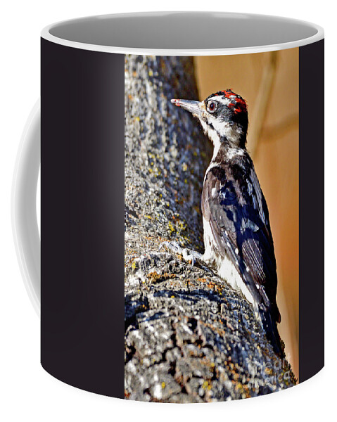 Yellow-bellied Sapsucker Coffee Mug featuring the photograph Yellow-bellied sapsucker by Amazing Action Photo Video