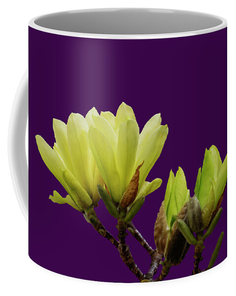 Photosbycate Coffee Mug featuring the photograph Yellow Bird Magnolia on Purple by Cate Franklyn