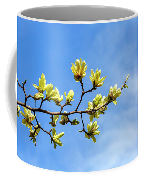 Photosbycate Coffee Mug featuring the photograph Yellow Bird Magnolia Tree by Cate Franklyn