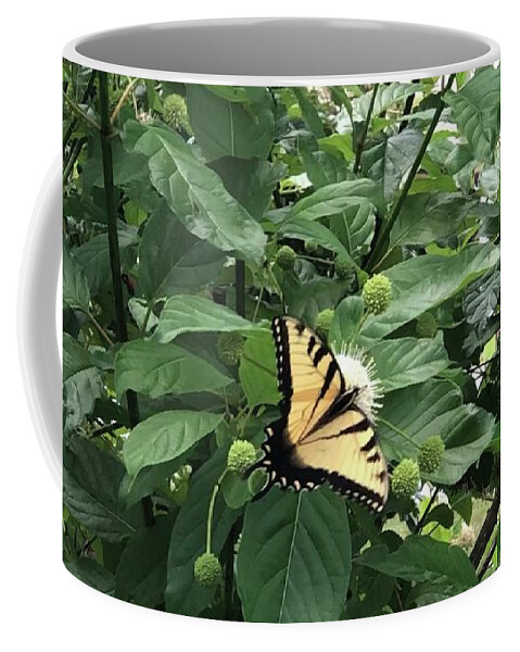 Butterfly Coffee Mug featuring the photograph Yellow Black Butterfly  by Catherine Wilson