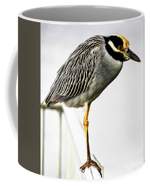 Heron Coffee Mug featuring the photograph Yellow Crowned Night Heron by Joanne Carey