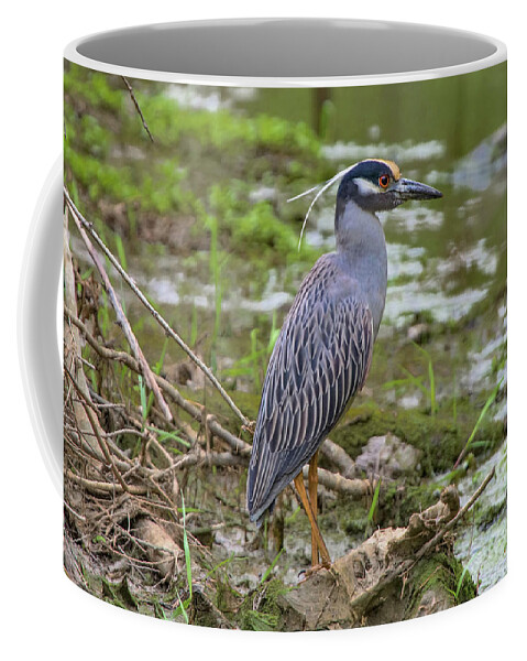 Yellow-crowned Night Heron Coffee Mug featuring the photograph Yellow-Crowned Night Heron by Ron Grafe