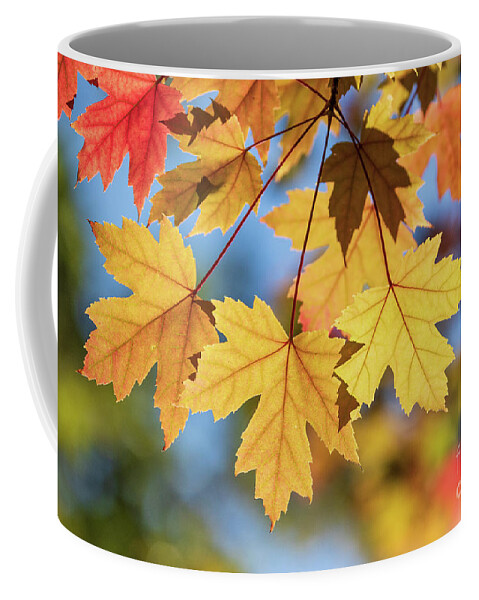 Fall Leaves Coffee Mug featuring the photograph Yellow Fall Leaves by Mimi Ditchie
