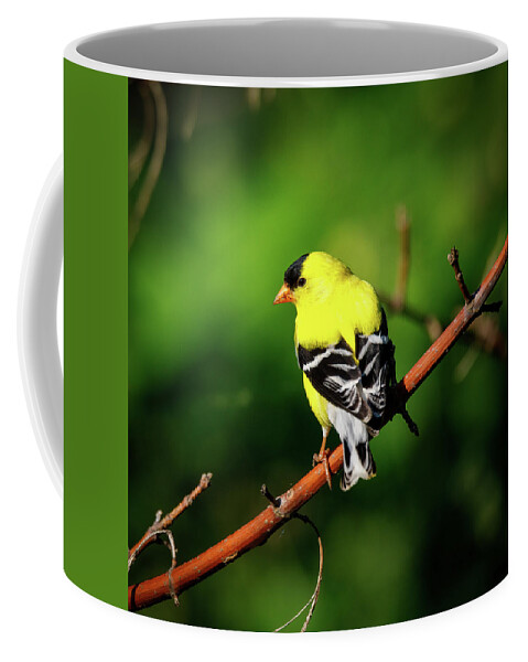 Bird Coffee Mug featuring the photograph Yellow Finch by David Beechum