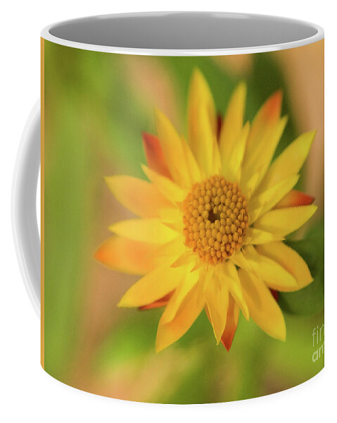 Color Coffee Mug featuring the photograph Yellow Flower by Dorothy Lee