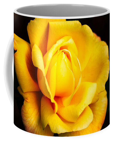 Rose Coffee Mug featuring the photograph Yellow Irish Rose by Carrie Hannigan