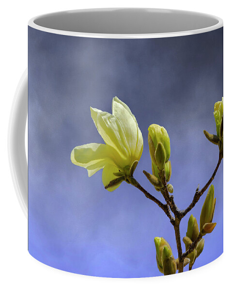 Yellow Magnolia Coffee Mug featuring the photograph Yellow Magnolia Budding by Cate Franklyn