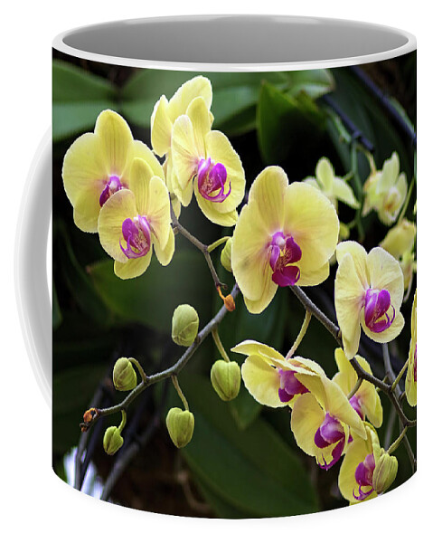Flower Coffee Mug featuring the photograph Yellow Moth Orchids by Ron Grafe