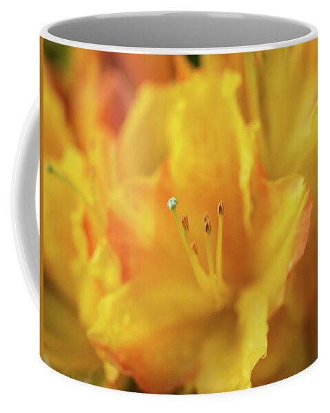 Fine Art Coffee Mug featuring the photograph Yellow rhododendron flower by Average Images
