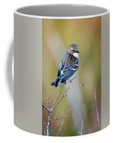 Yellow Rumped Warbler Coffee Mug featuring the photograph Yellow Rumped Warbler at Patsy Pond in the Croatan National Forest by Bob Decker
