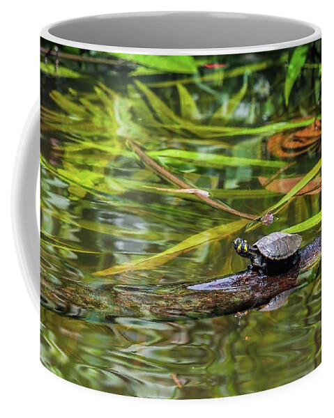 Amazon Coffee Mug featuring the photograph Yellow-spotted Amazon River Turtle by Henri Leduc