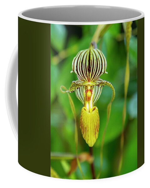 Lady Slipper Coffee Mug featuring the photograph Yellow Striped Lady Slipper by Cate Franklyn