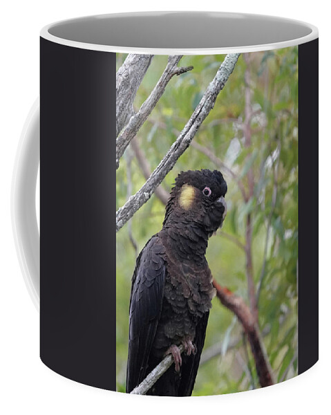 Animals Coffee Mug featuring the photograph Yellow-tailed Black Cockatoo by Maryse Jansen