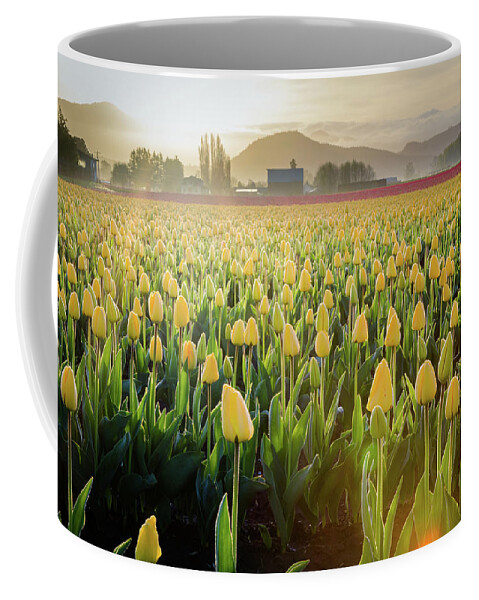 Skagit Valley Tulips Coffee Mug featuring the photograph Yellow Tulip Sunrise by Michael Rauwolf