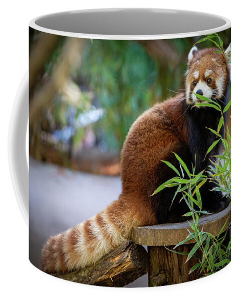 David Levin Photography Coffee Mug featuring the photograph You Can't See Me by David Levin