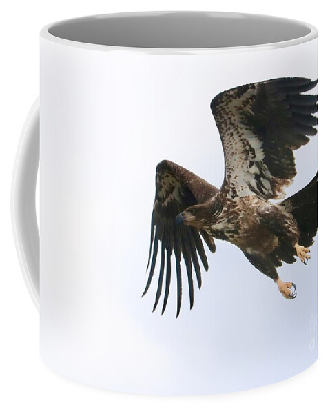 Bald Eagle Coffee Mug featuring the photograph Young Bald Eagle Takes Flight by Carol Groenen