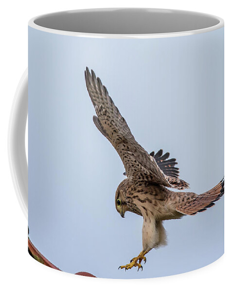 Kestrel Coffee Mug featuring the photograph Young European Kestrel Landing by Torbjorn Swenelius
