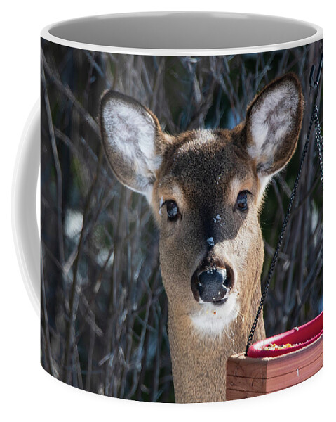 Female Deer Coffee Mug featuring the photograph Young Female Deer by Sandra J's