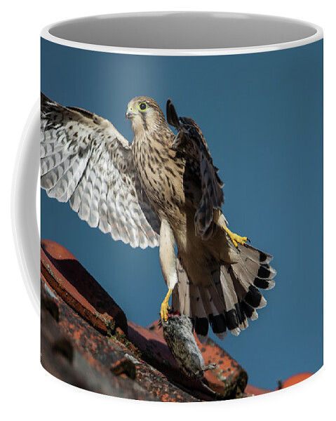 Young Kestrel Coffee Mug featuring the photograph Young flying Kestrel with the prey in the claw by Torbjorn Swenelius