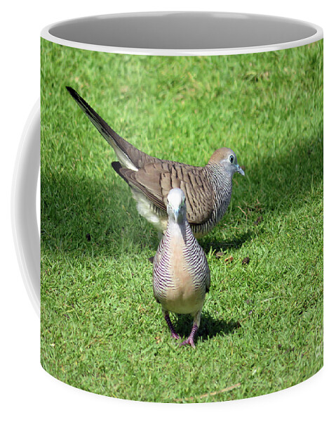 Dove Coffee Mug featuring the photograph Zebra Doves Hawaii by Cindy Murphy