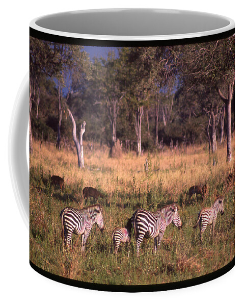 Africa Coffee Mug featuring the photograph Zebra Family Landscape by Russ Considine