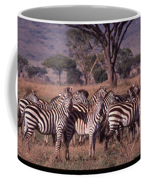 Africa Coffee Mug featuring the photograph Zebra Herd by Russel Considine